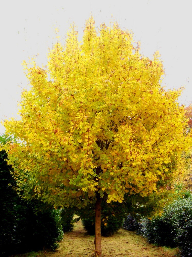 Field Maple Tree | Premium Seeds | Acer campestre ‘Fall’ | Plants’®