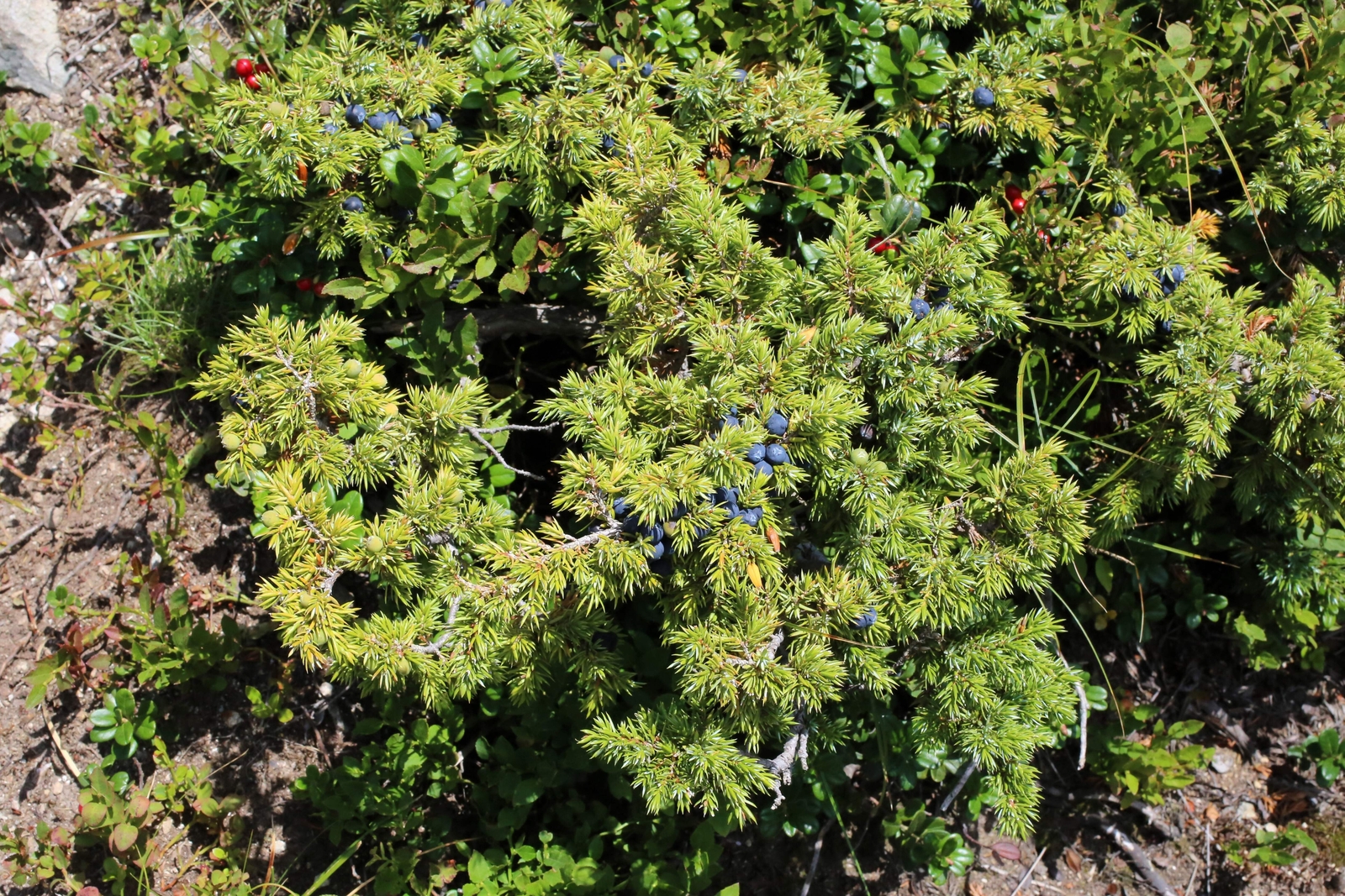 60 Organic Seeds COMMON JUNIPER Juniperus Communis Tree Shrub – 20 Blue Berries