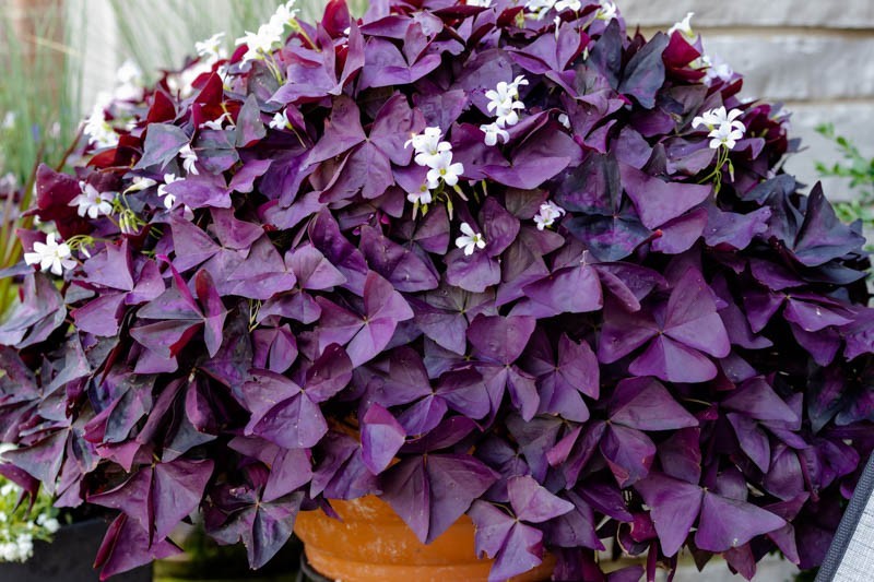 10+ Purple Shamrock – Oxalis triangularis Bulbs Easy Grow Perennial Love Plant