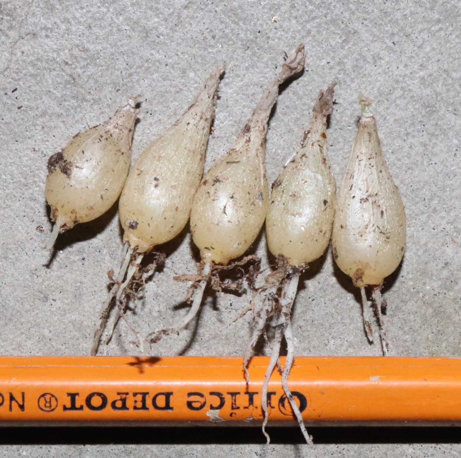 Igidia volubilis- another Rare Madagascar bulb