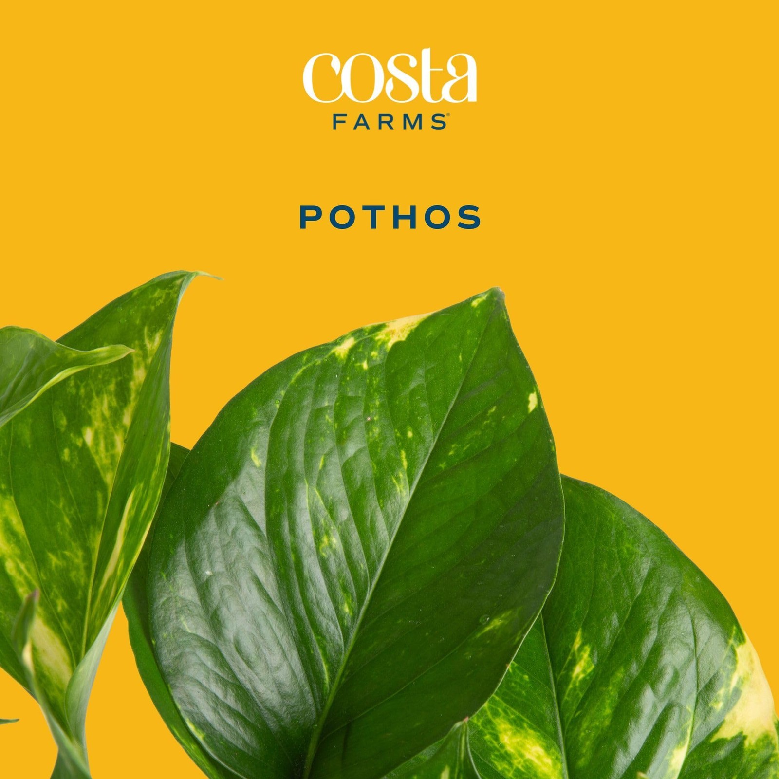 Pothos Plant – Easy to Grow Vining Indoor Plant, 1 Ft Tall – Air Purifying