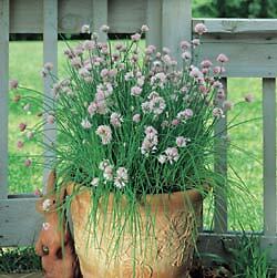 Chives Garlic 2,000 seeds