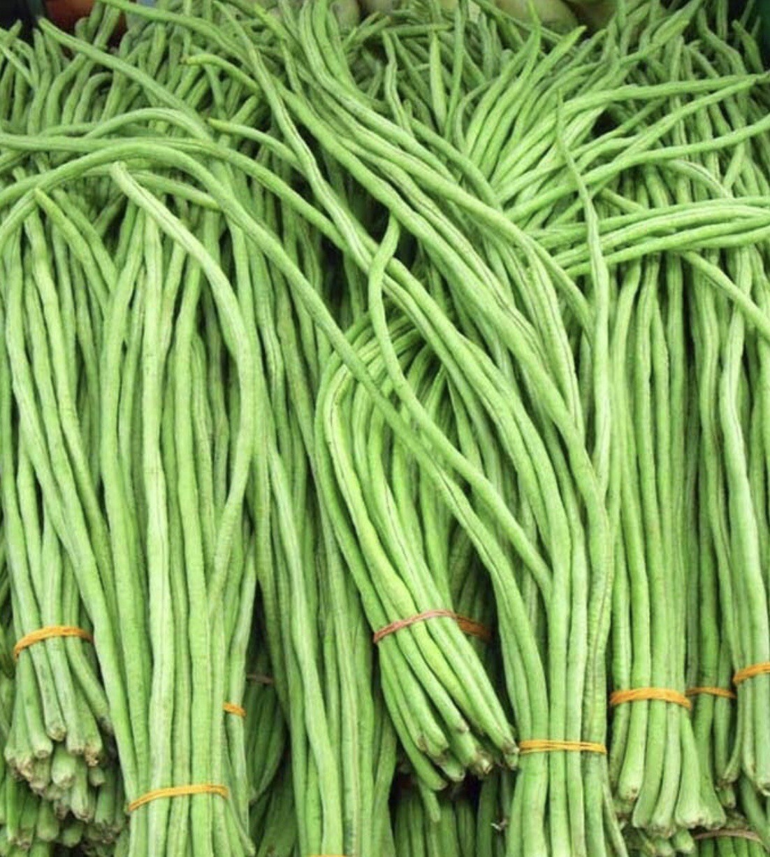 10 Packet Filipino | Asian SEEDS Bundle for Planting