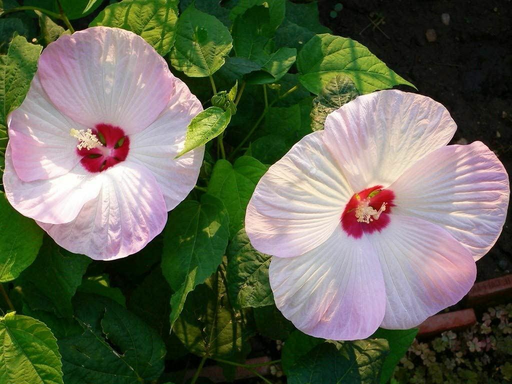 Rose Mallow Flower Seeds, Also know as Tree Mallow “COOL BEANS N SPROUTS” Brand