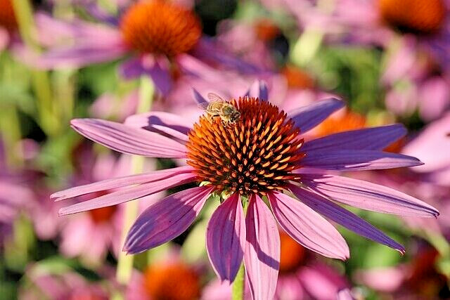PURPLE ECHINACEA 100 SEEDS, CONEFLOWER, LARGE DAISY-LIKE FLOWERS, USA SELLER