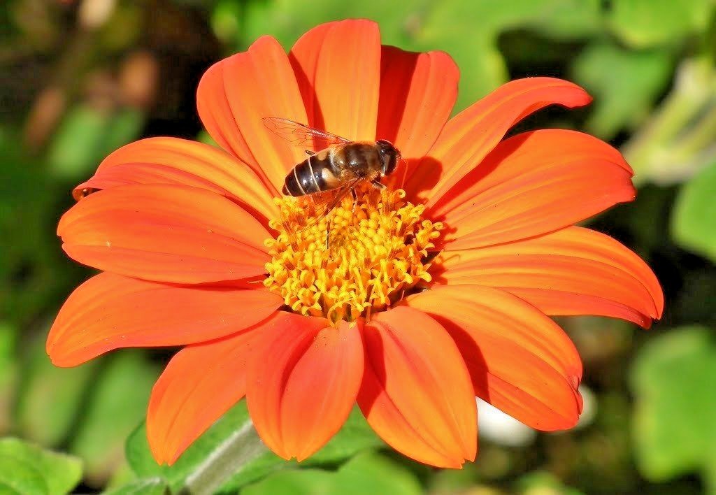 101+MEXICAN SUNFLOWER Seeds Drought Heat Summer Flower Garden Container Easy