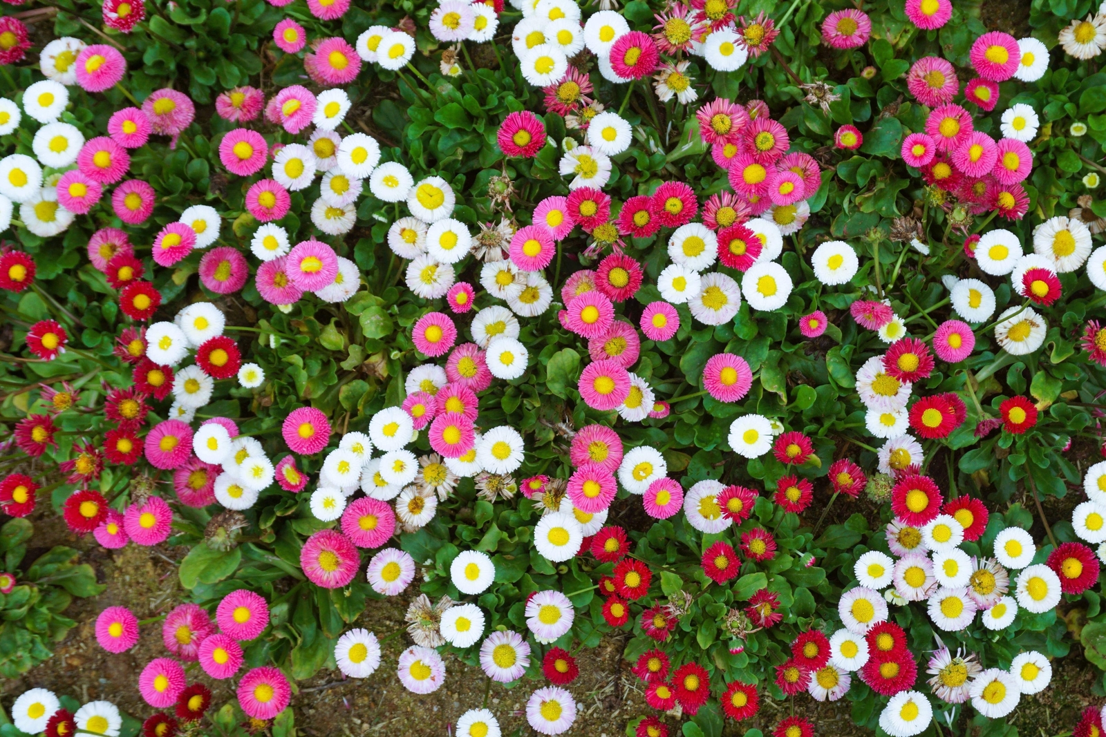 100 MIXED Colors ENGLISH DAISY Bellis Perennis Flower Seeds