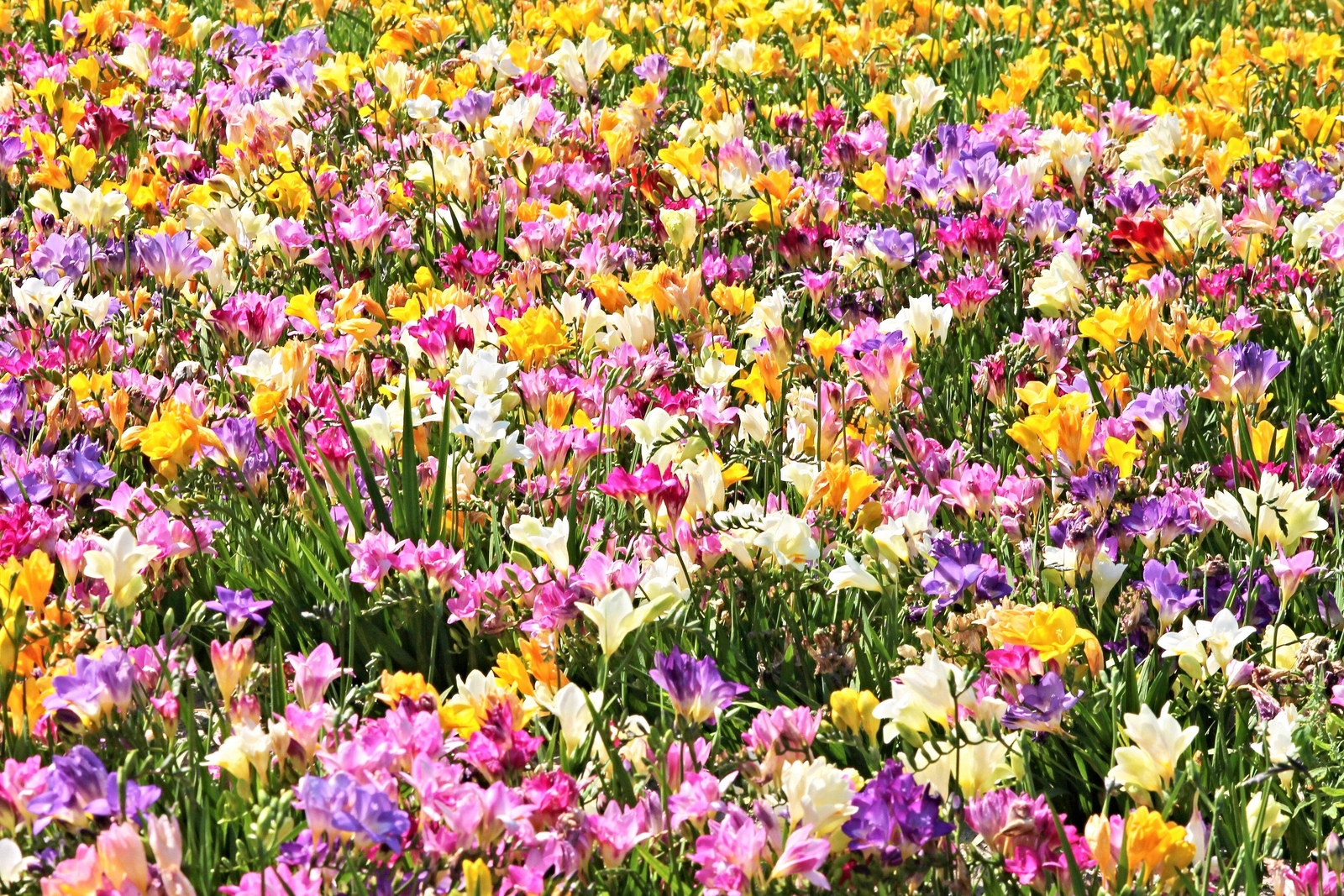 5 ROYAL CHAMPION MIX FREESIA Mixed Colors Pink Blue Purple Yellow + Flower Seeds