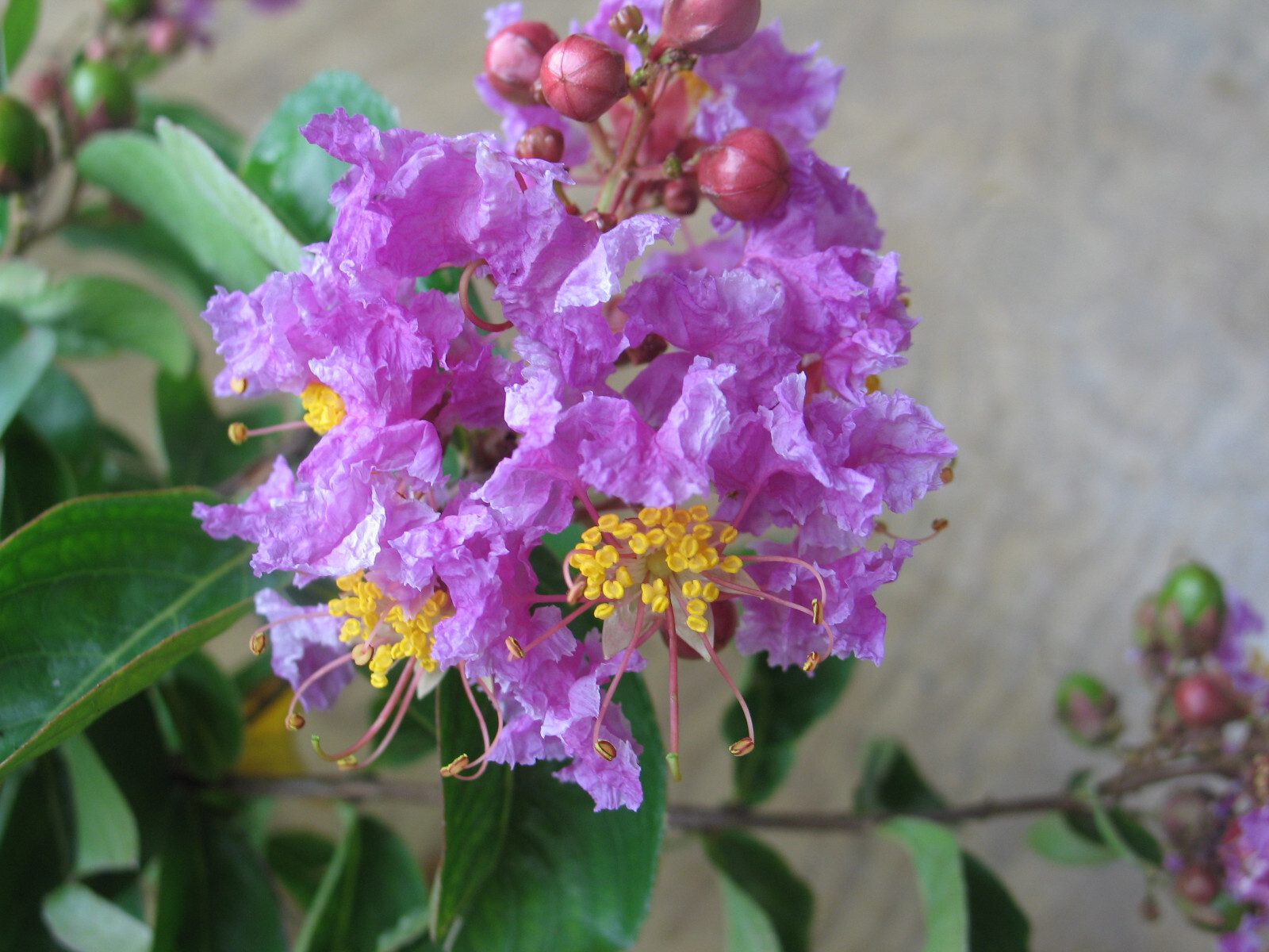 Lagerstroemia Crape Myrtle | speciosa | Giant Crape Myrtle | 10 seeds