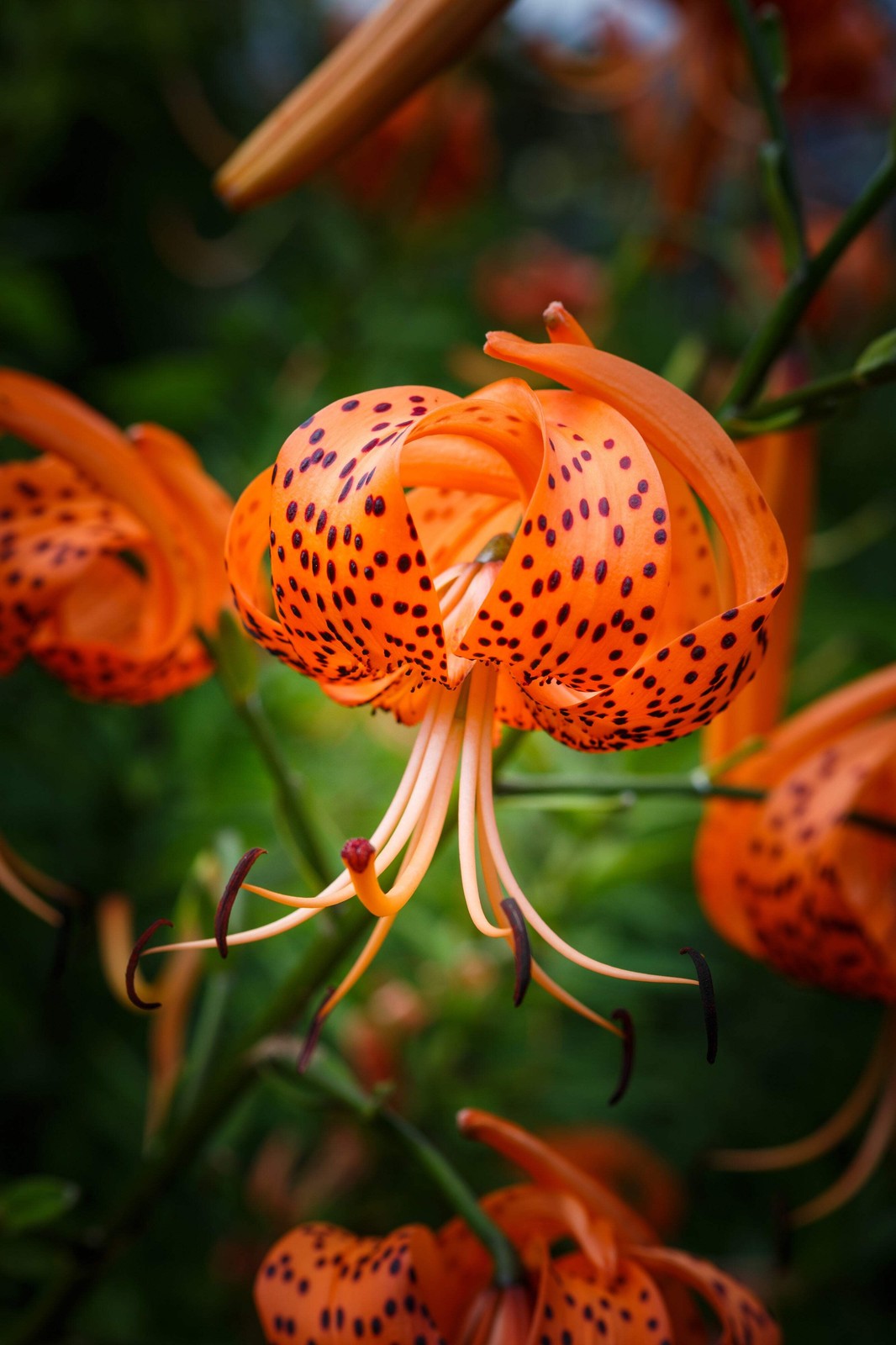 20 Orange TURKS CAP Tiger LILY Lilium Superbum Flower Seeds *Flat S/H