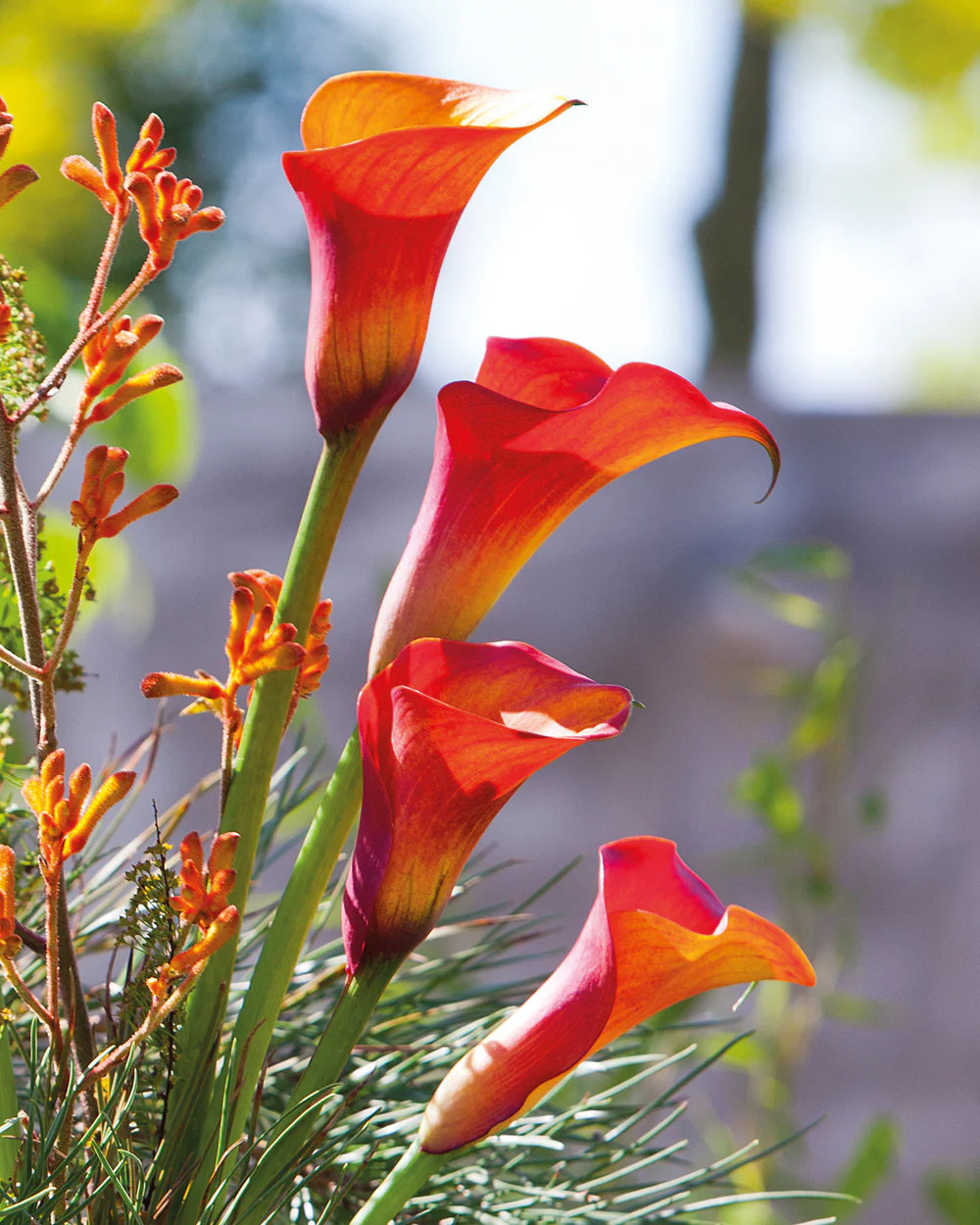 Capt. Triniti Calla Lily – 3 tubers
