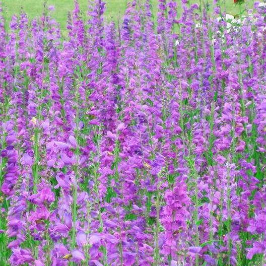 Wildflower Mix NATIVE ALL PERENNIAL Butterflies BEES Heirloom Non-GMO 500 Seeds!