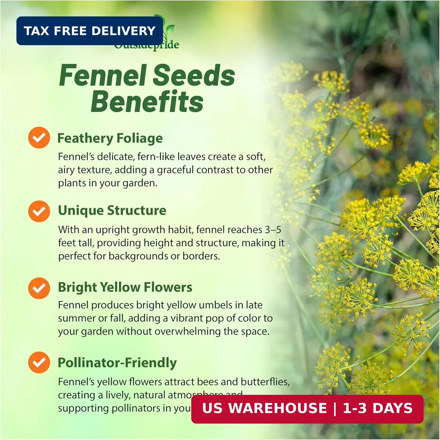 Outsidepride 1 oz. Annual Foeniculum Vulgare Fennel Herb Garden Seeds for Planti