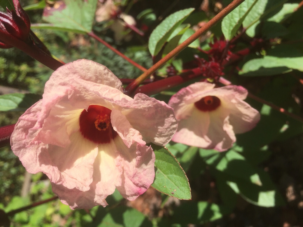 Hibiscus sabdariffa Jamaican Purple Sorrell 10 seeds