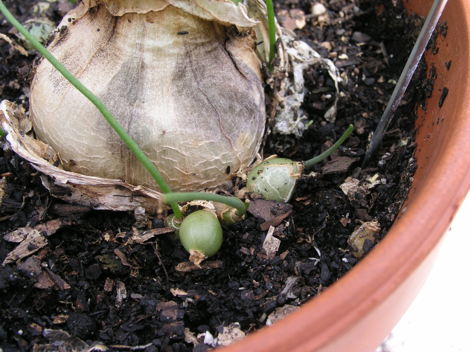Ornithogalum Caudatum, Sea Onion, Pregnant Onion, 6 bulbs