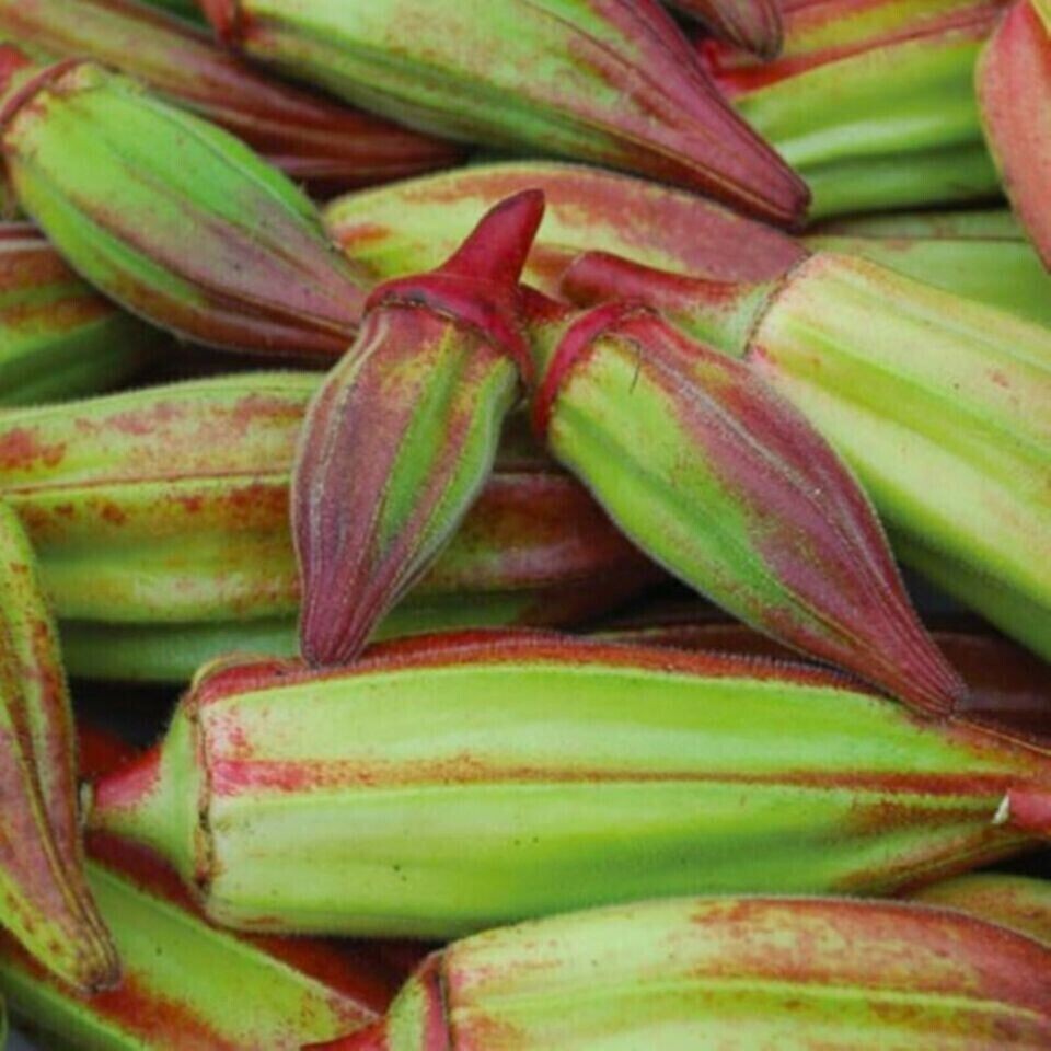 100+ Texas Hill Country Red Okra Seeds ——————— Heirloom — NON GMO
