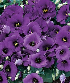 Lisianthus Florida Blue 250 seeds