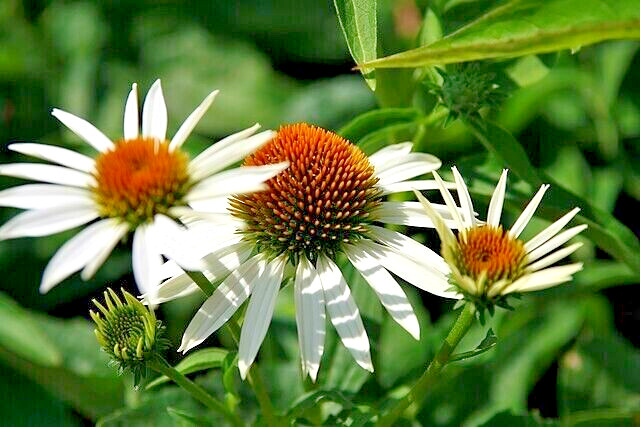 SNOW WHITE ECHINACEA 100 SEEDS, CONEFLOWER, LARGE DAISY-LIKE FLOWERS, USA SELLER