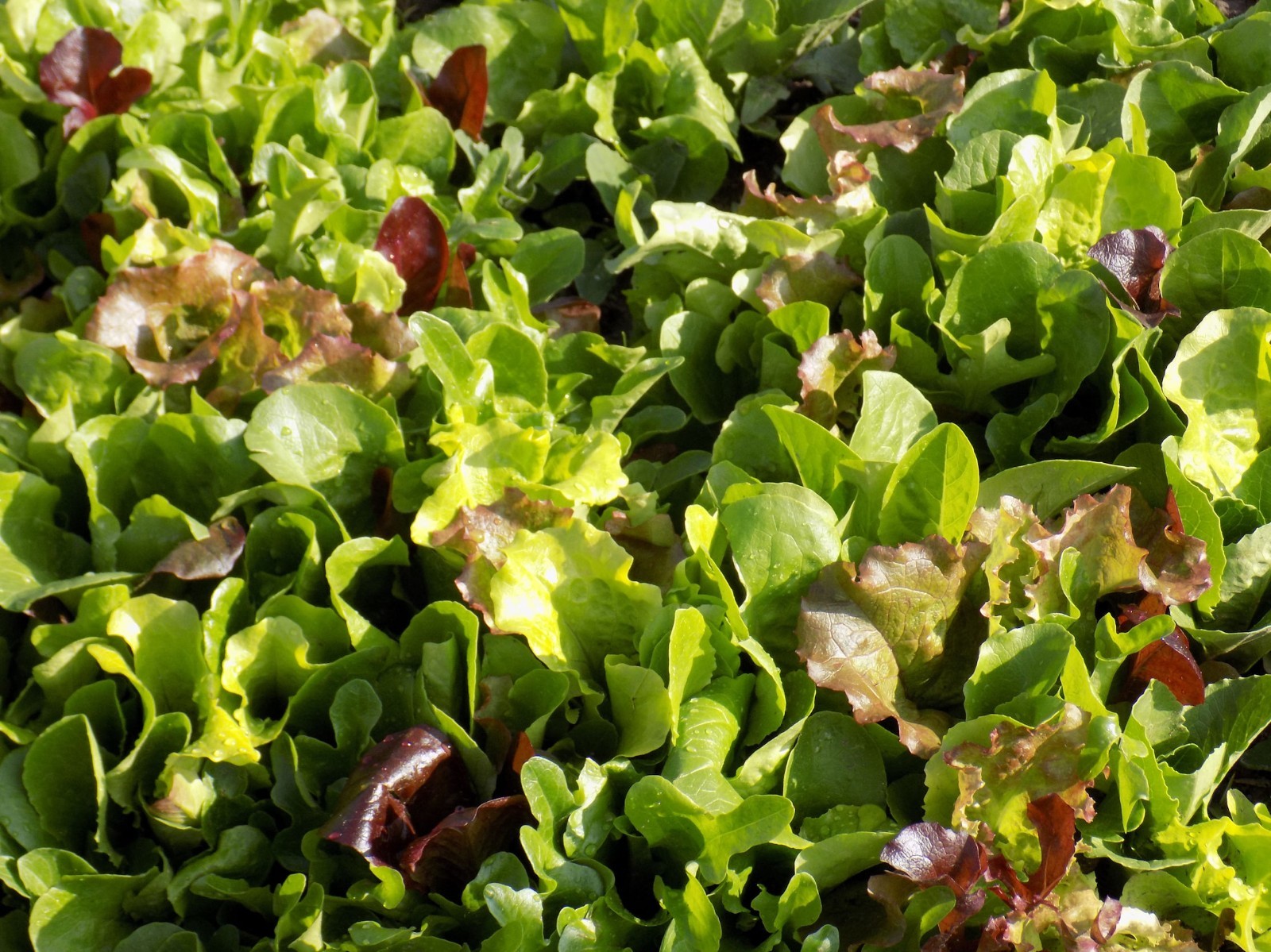 250 Serendipity’s Hot Weather Lettuce Mix – All Heirloom! Slow to Bolt!