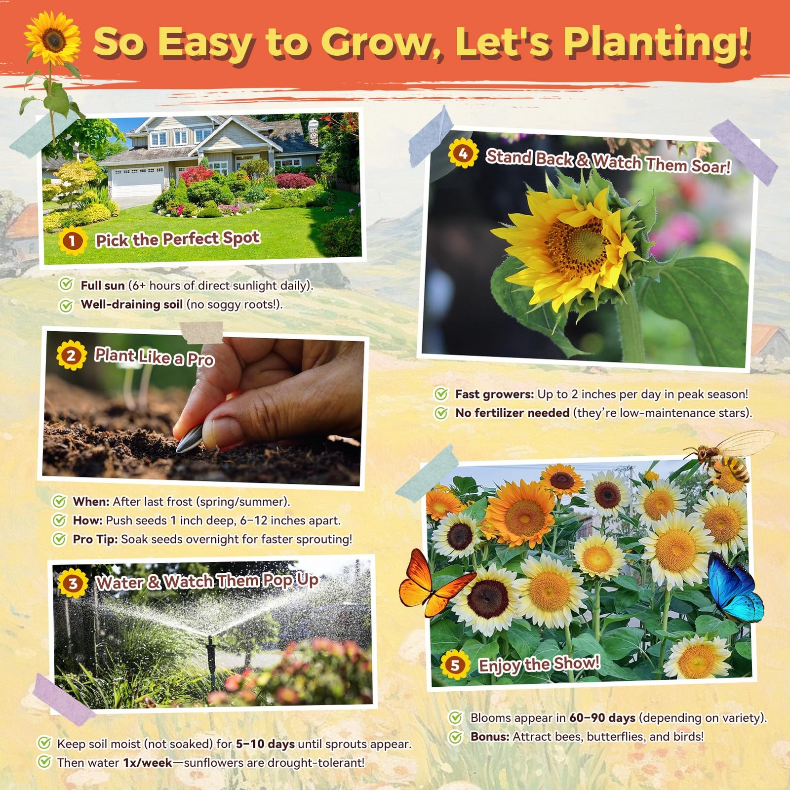 Sunflower Seeds for Planting | Giant Mammoth Sunflower Bulk Packet 3000+ Heir…