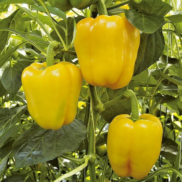 101+SUNBRIGHT Yellow Sweet BELL PEPPER Seeds Organic Vegetable Garden Container