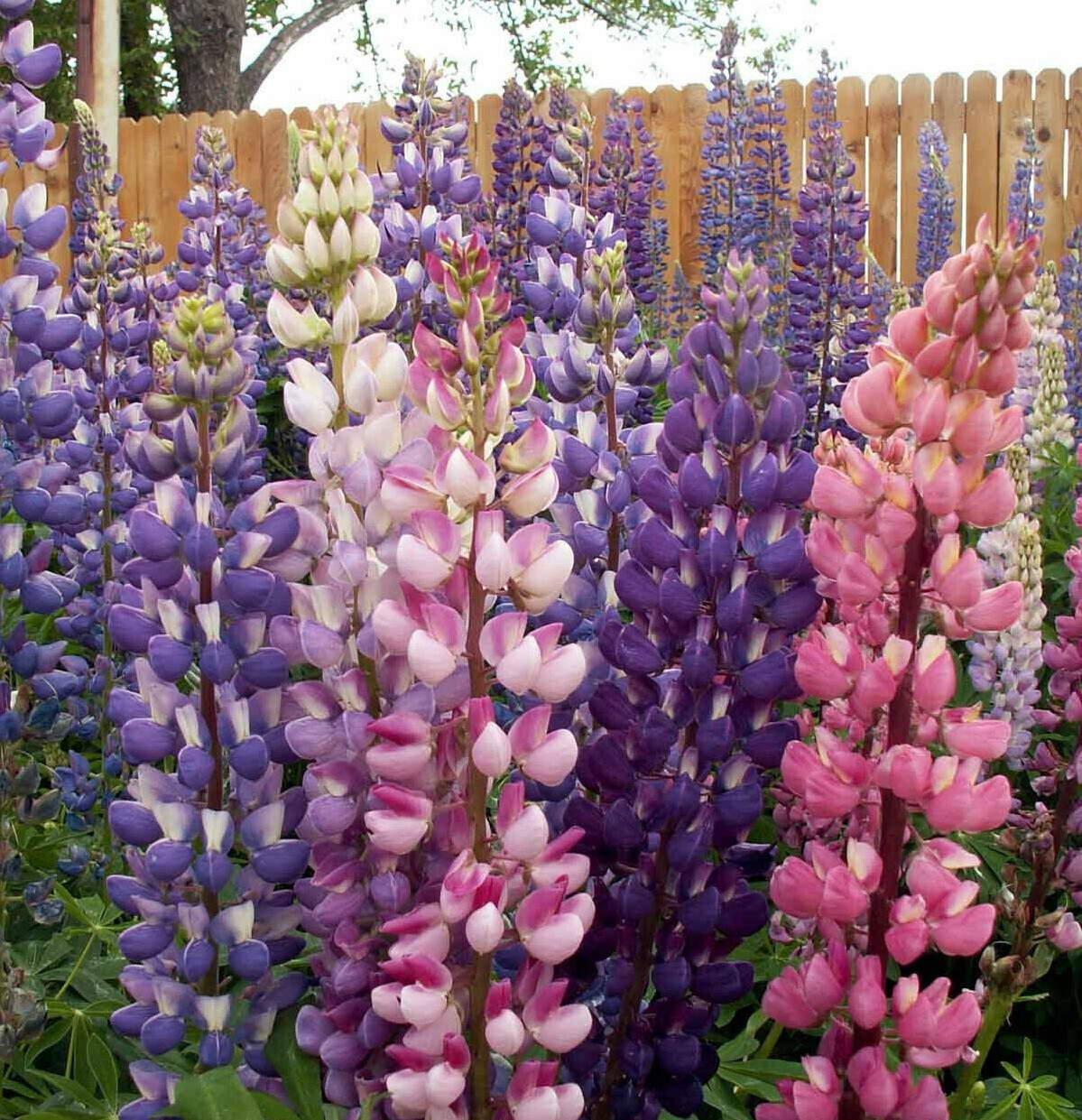150 Russell Lupine Flower Seeds Lupinus polyphyllus Perennial
