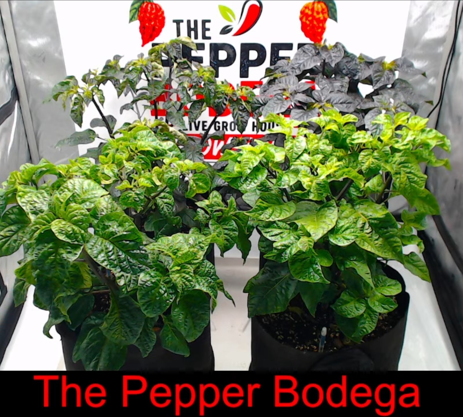 🌶️ Chocolate Carolina Reaper Pepper Seeds (10) | OPEN POLLINATED | Superhot