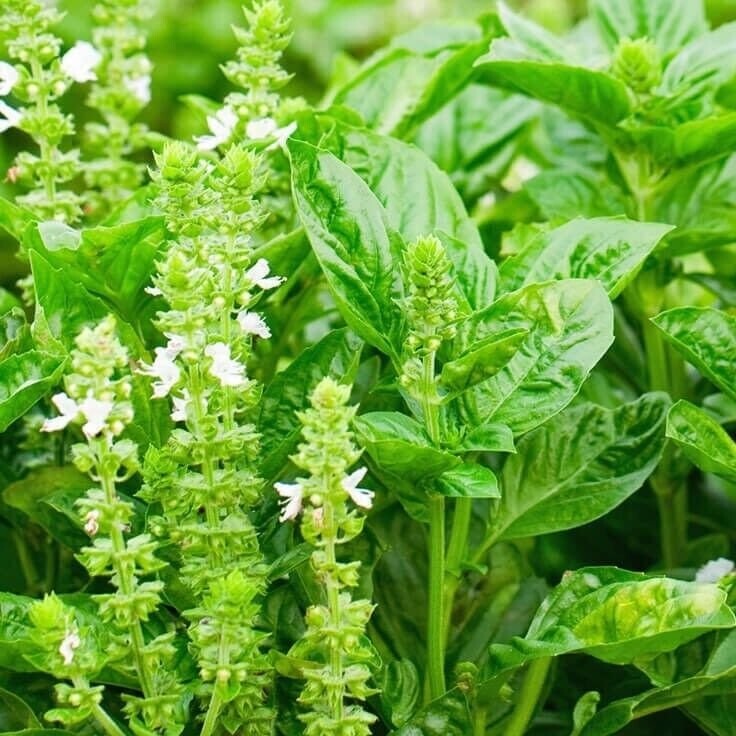 100+ seeds – Lemon Basil , heirloom seeds , non-GMO , herb seeds