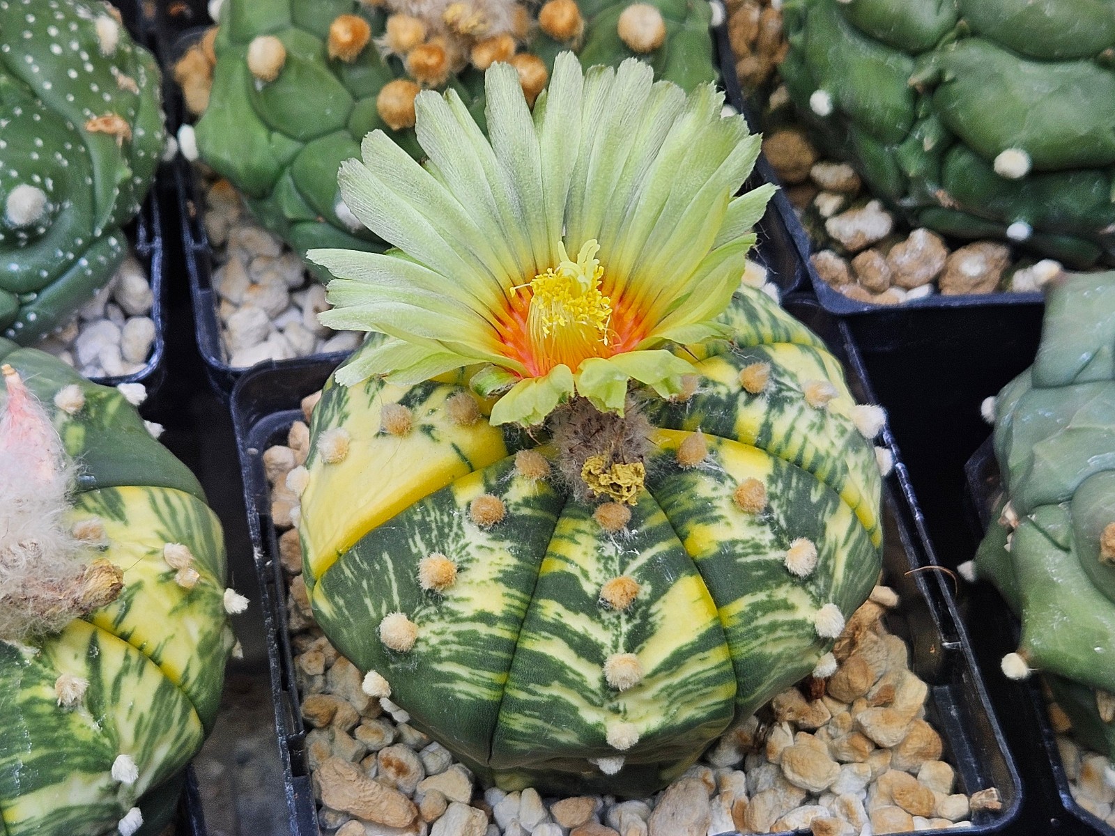 Astrophytum asterias “Mixed Cultivar” 100 Seeds