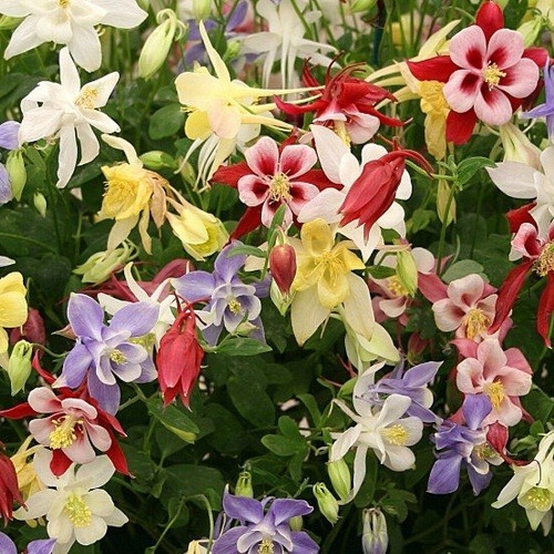 2,500+ Stratified McKana Giants Mixed Columbine Flower Seeds Multiple Colors