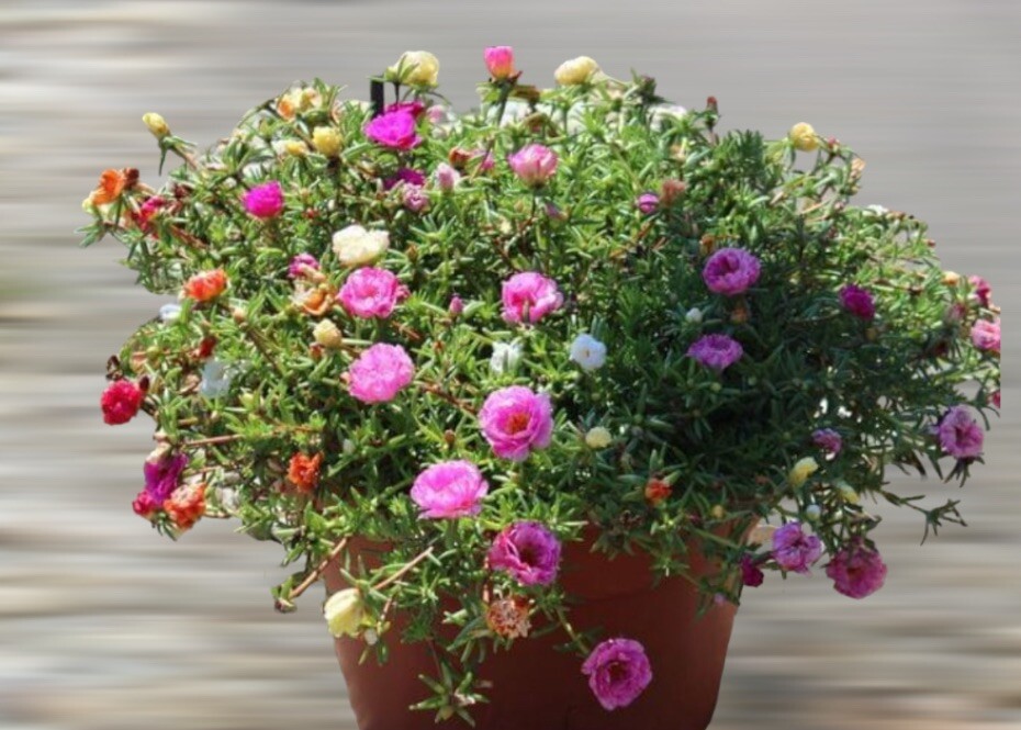 2000+ SEEDS MOSS Rose Double Mix ColorSeeds Portulaca grandiflora Buy2Get1FREE