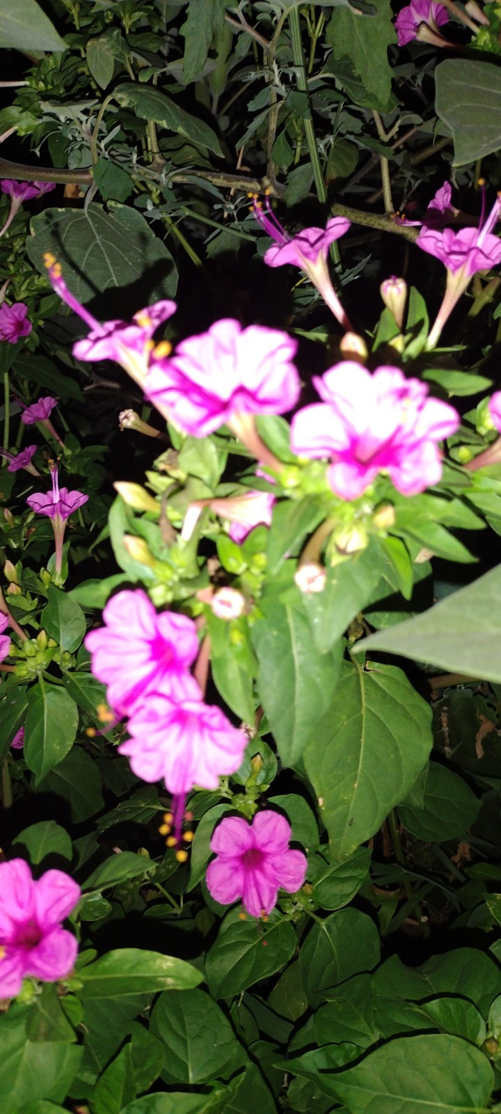 🌸50 Mirabilis (4 O’Clock) Flower Seeds Fragrant Easy to Grow FREE SHIPPING
