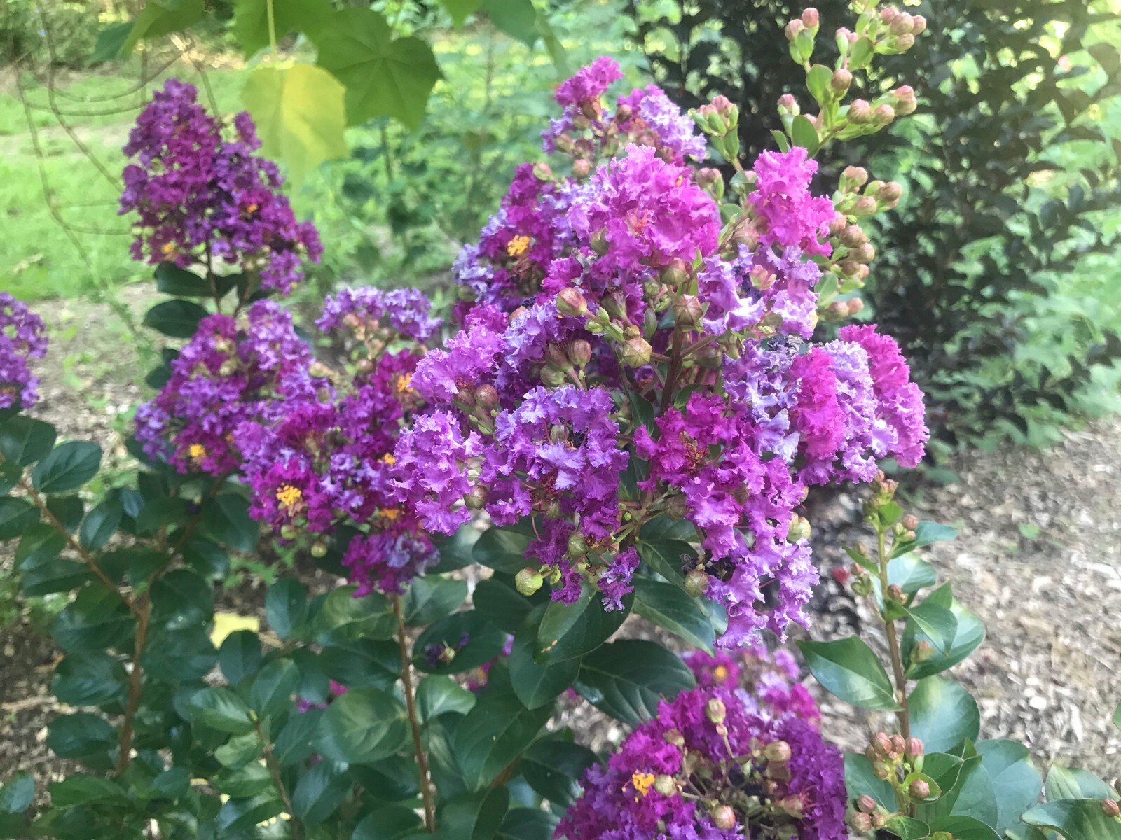 Lagerstroemia indica ‘Purpurea’ | Dwarf Purple Velvet Crape Myrtle | 20 Seeds