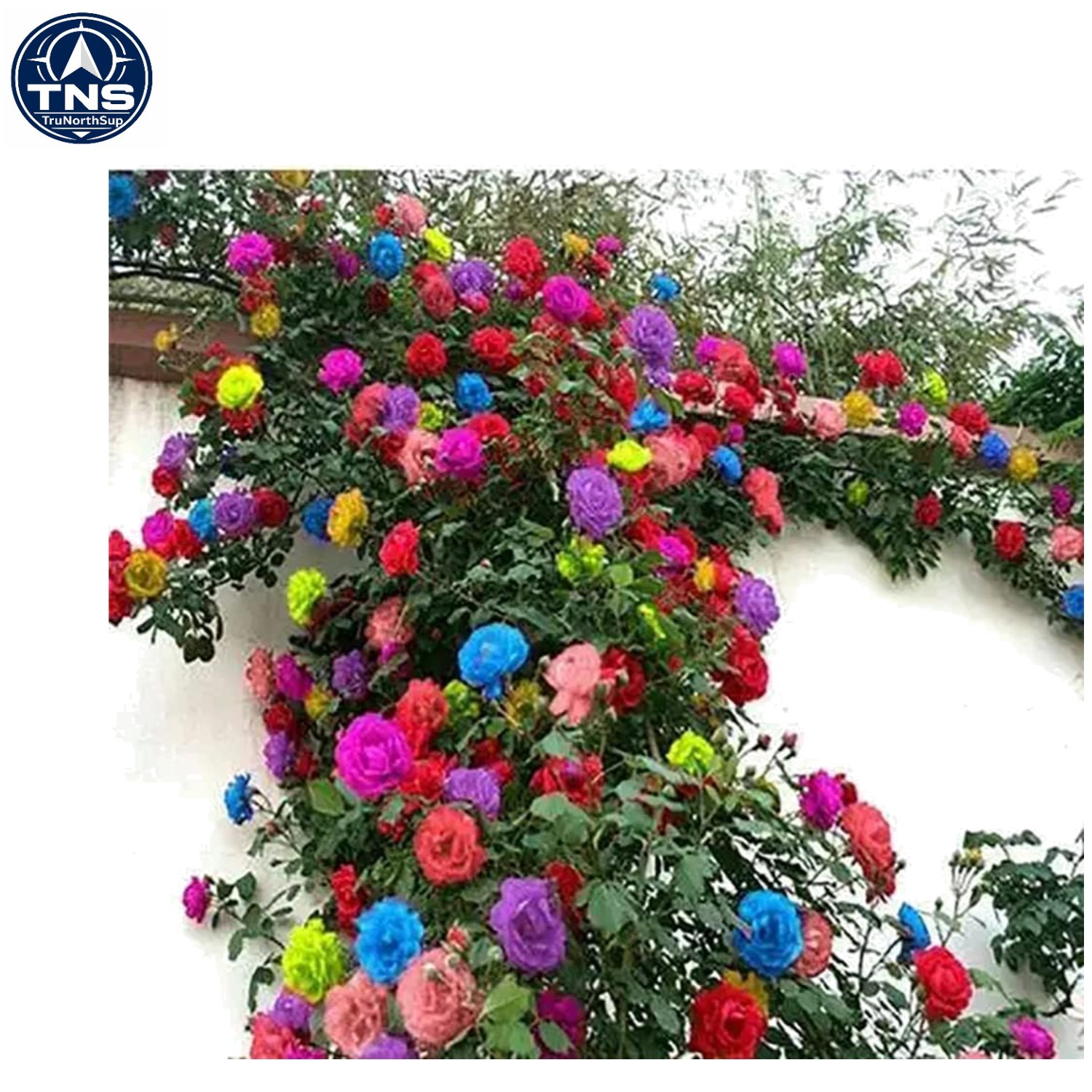 Mix of 200 Climbing Rose Seeds – Beautiful Long-Blooming Indoor/Outdoor Flowers