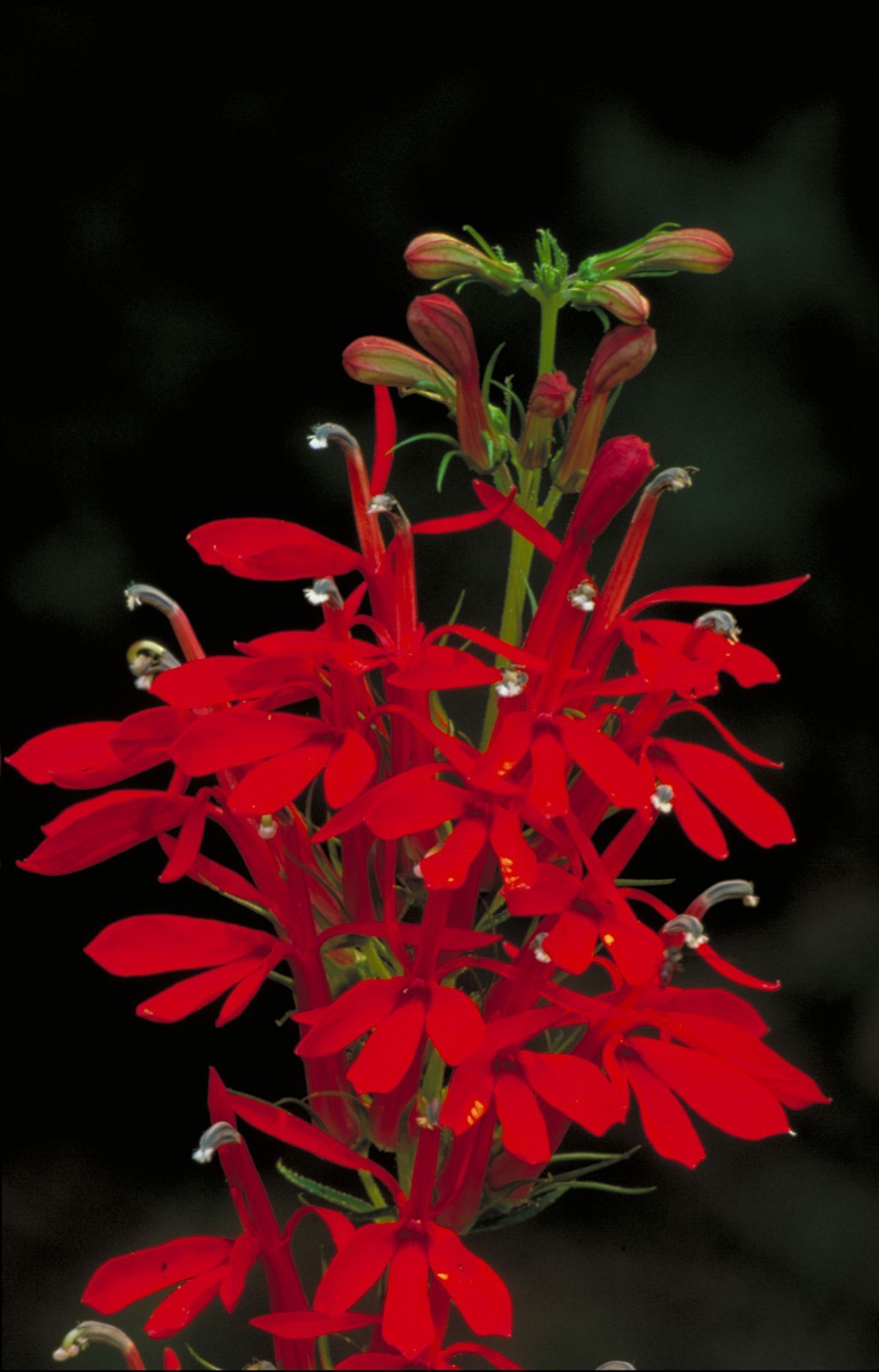 Lobelia cardinalis CARDINAL FLOWER Seeds!