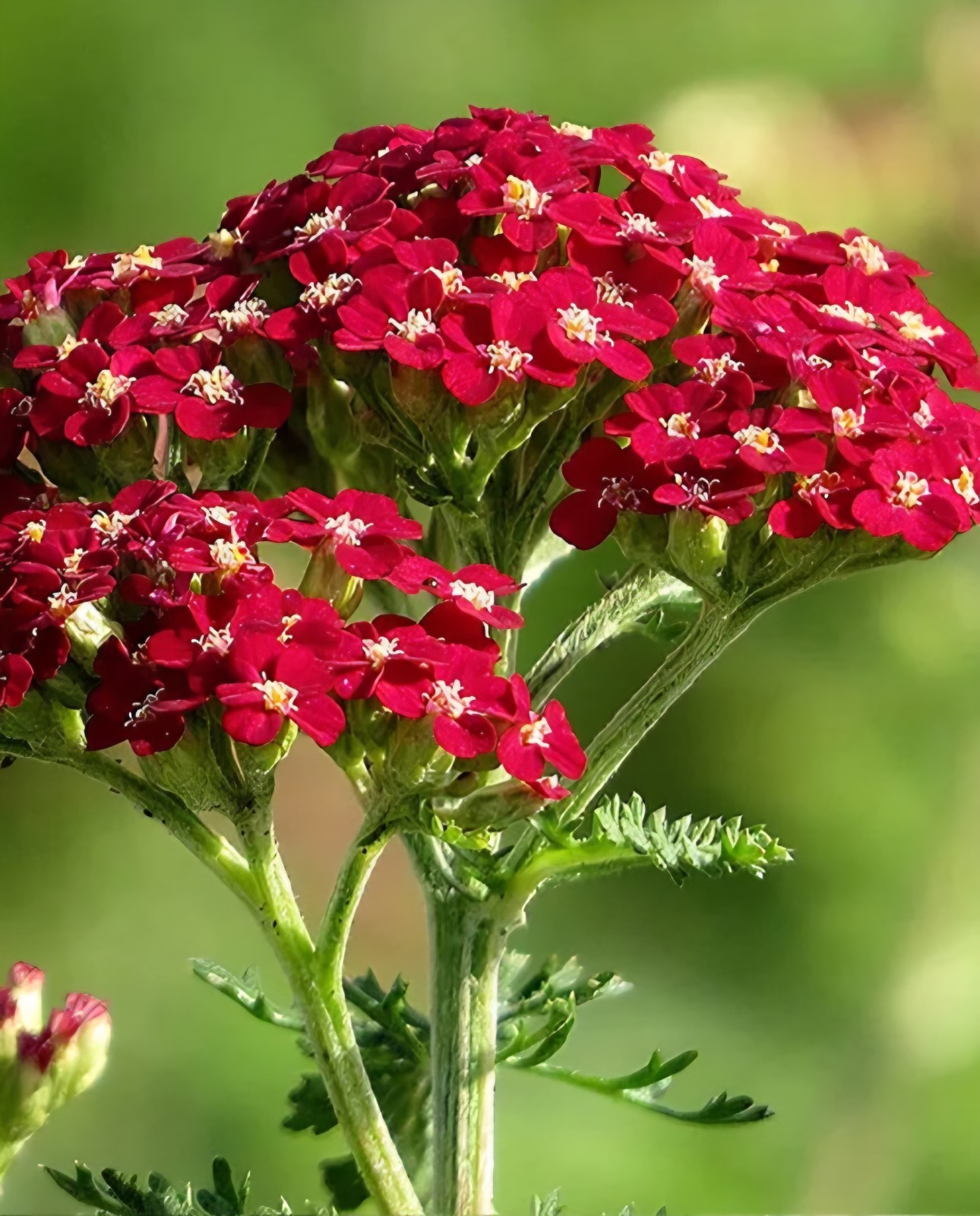 Red Yarrow Seeds (Achillea millefolium rubra)
