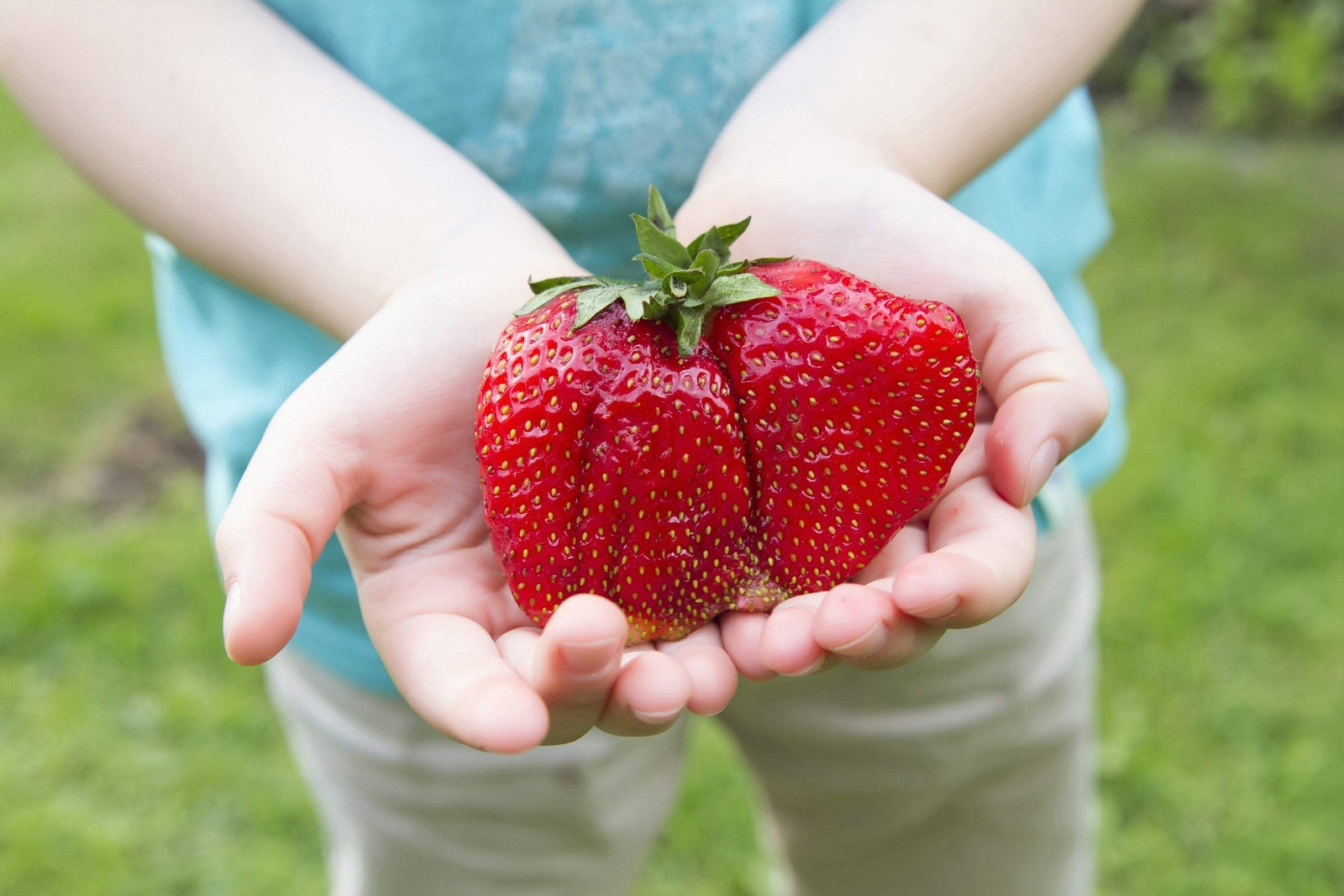 15 GIANT STRAWBERRY Fragaria JuneBearing Huge Red Berry Fruit White Flower Seeds