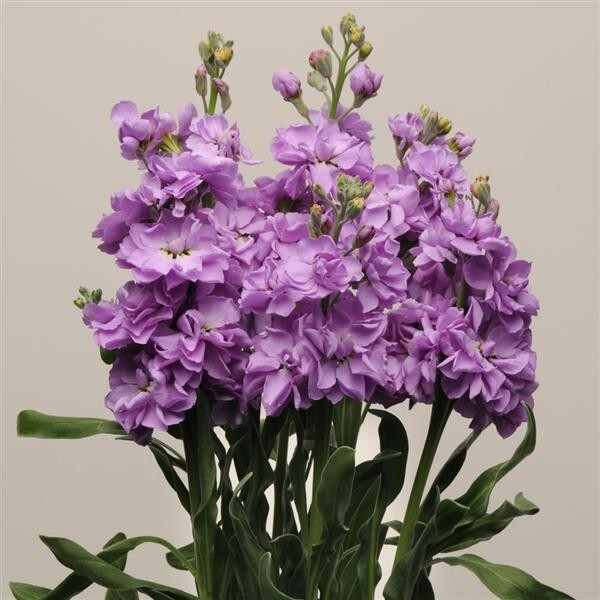 Stock Variety: Cherry Blossom, Lavender Blue, Yellow, Apricot, Purple, Ruby
