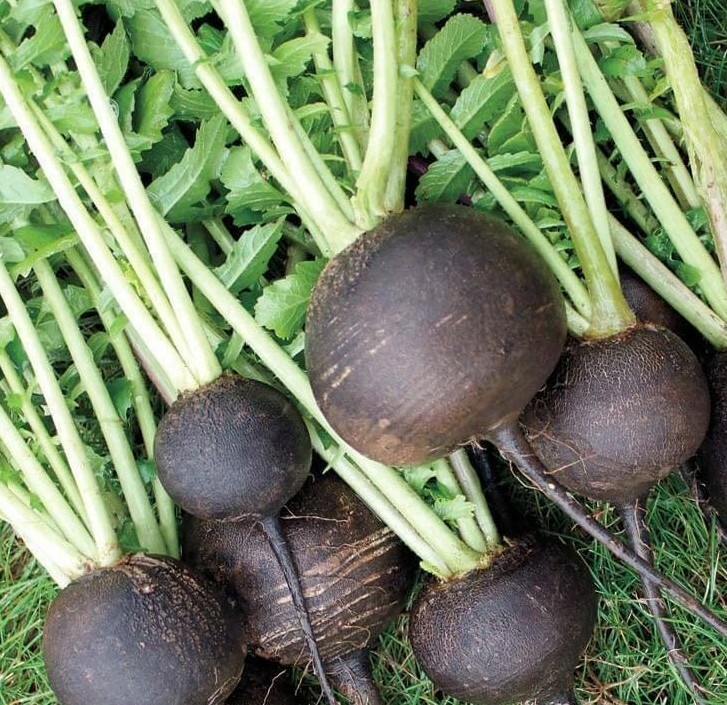 BLACK SPANISH ROUND RADISH SEEDS 200+ survival VEGETABLE garden FREE SHIPPING