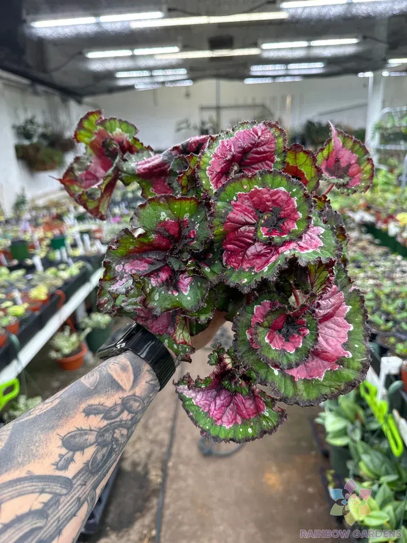 25+ Paso Doble Begonia Seeds for Garden Planting – USA – FREE SHIPPING!