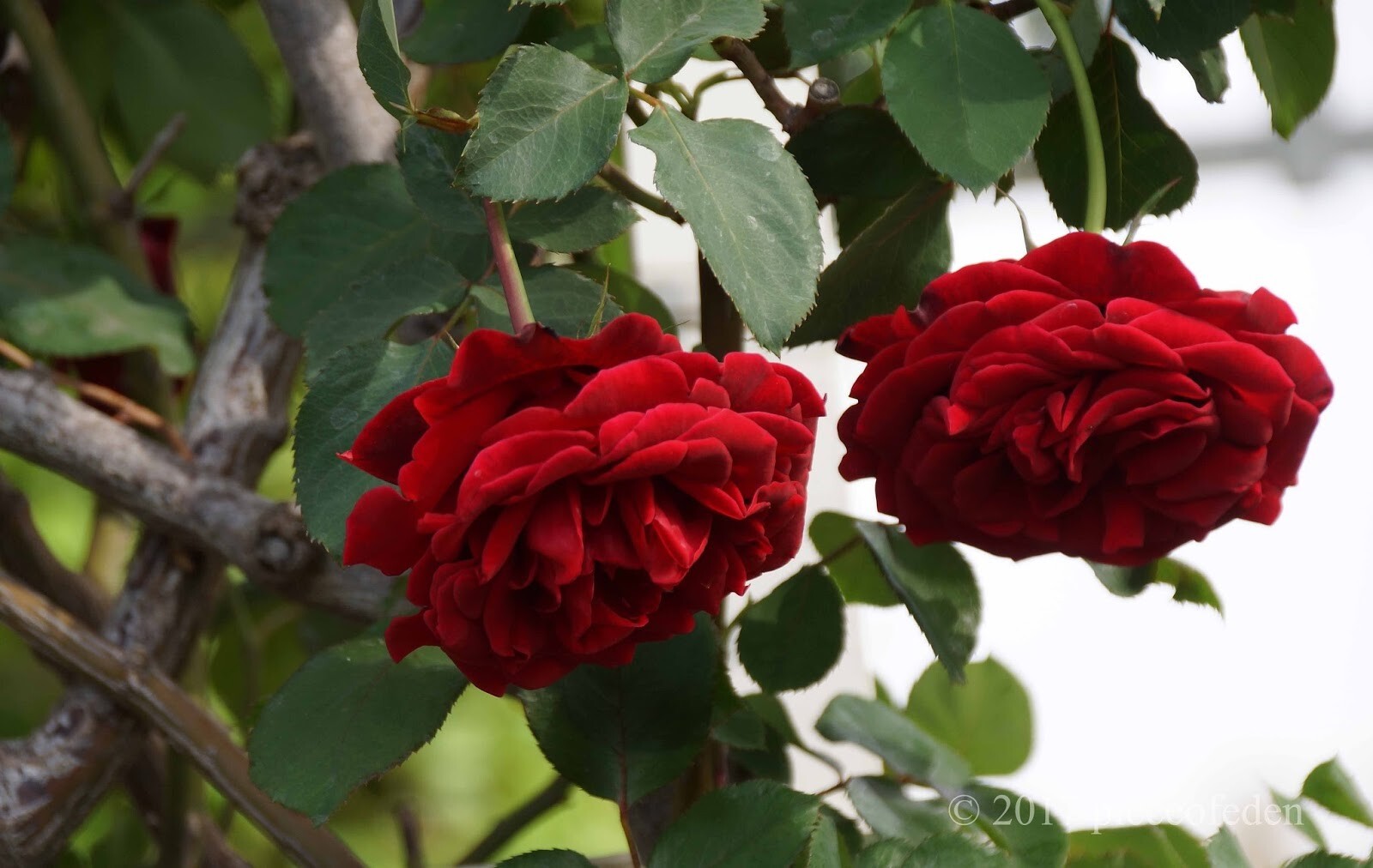 6 (Six) cuttings of DON JUAN CLIMBING ROSE about 10″ for propagation (no root)