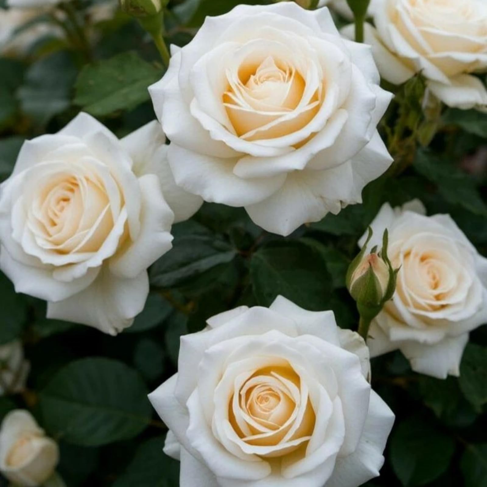 300+Mixed Climbing Rose Rosa Seeds for Planting Outdoors -Heirloom Garden Vine H