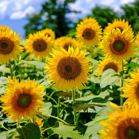 Mammoth Grey Stripe Sunflower Seeds Non-GMO Heirloom Fresh Garden Seeds 50 SEEDS