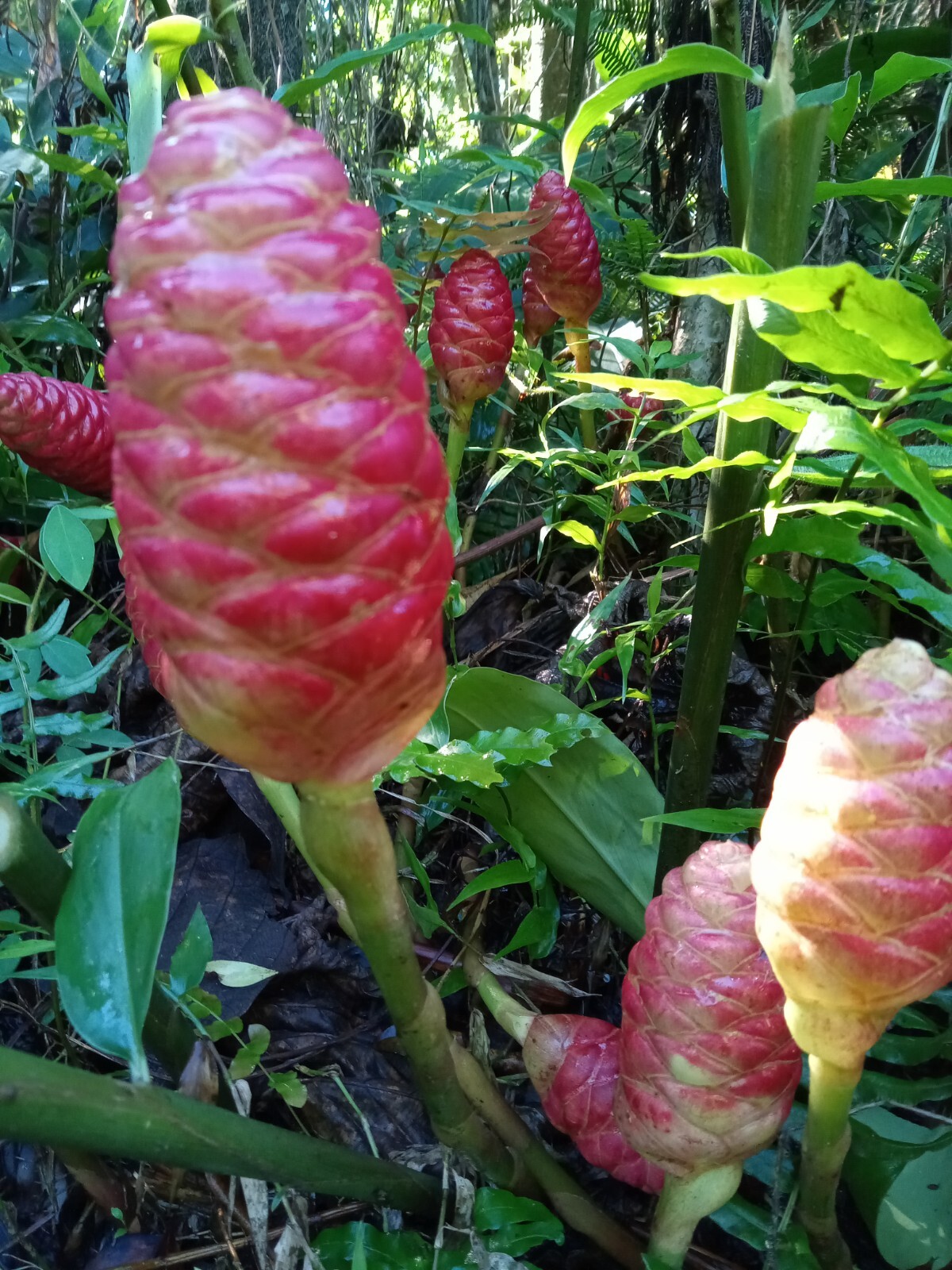 5 Shampoo Ginger Rhizomes, Zingiber Zerumbet, Pine Cone, Free Ship w/ Free Offer