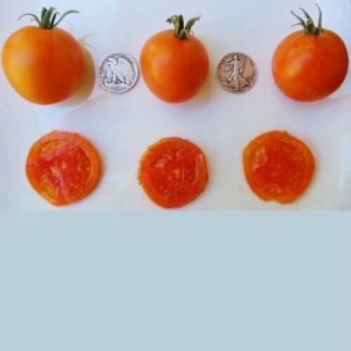 Jaune Flammee – Chef Favorite – 25 seeds from 2023 – Buy Any 3, 20% off order