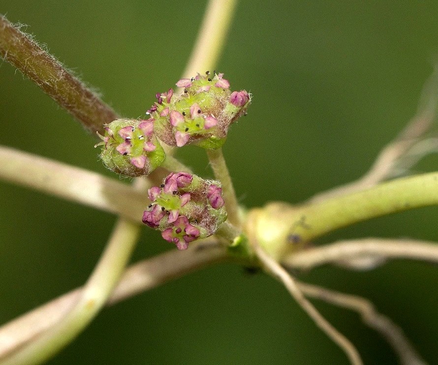 Gotu Kola SEEDS (Centella asiatica)