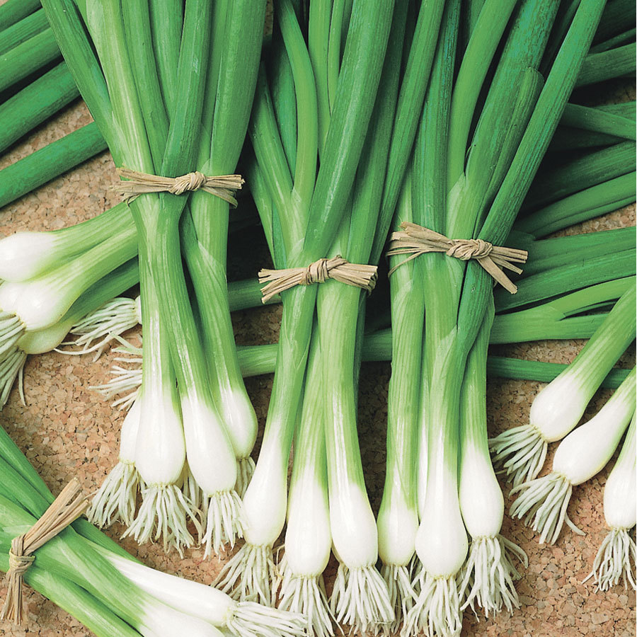 500+JAPANESE Evergreen Bunching GREEN ONION Seeds Welsh Nebuka He Shi Ko 70 Day