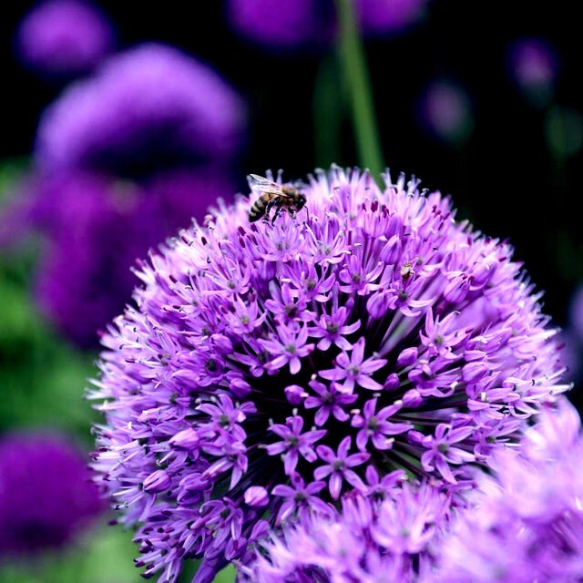 10 PURPLE SENSATION SEEDS (Allium aflatunense) LARGE 4-6″ FLOWERS Butterflies