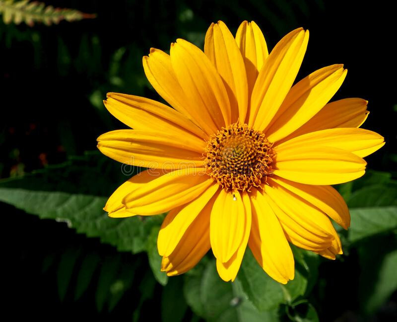 40 Heliopsis GoldenSun Yellow Sunflower Perennial Seeds~Brooklyn Botanical Club