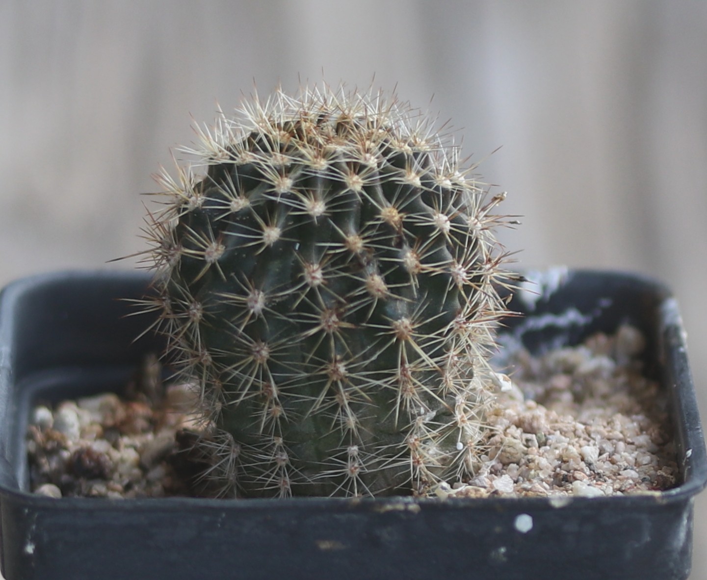 Echinopsis hybrid ‘Maria Piazza’